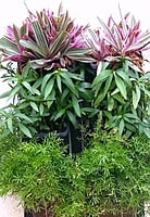 Mini vertical garden for small spaces
