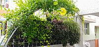 Driveway green wall with creeper arch