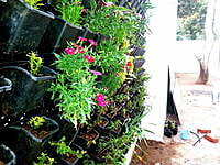 Green wall system in coimbatore